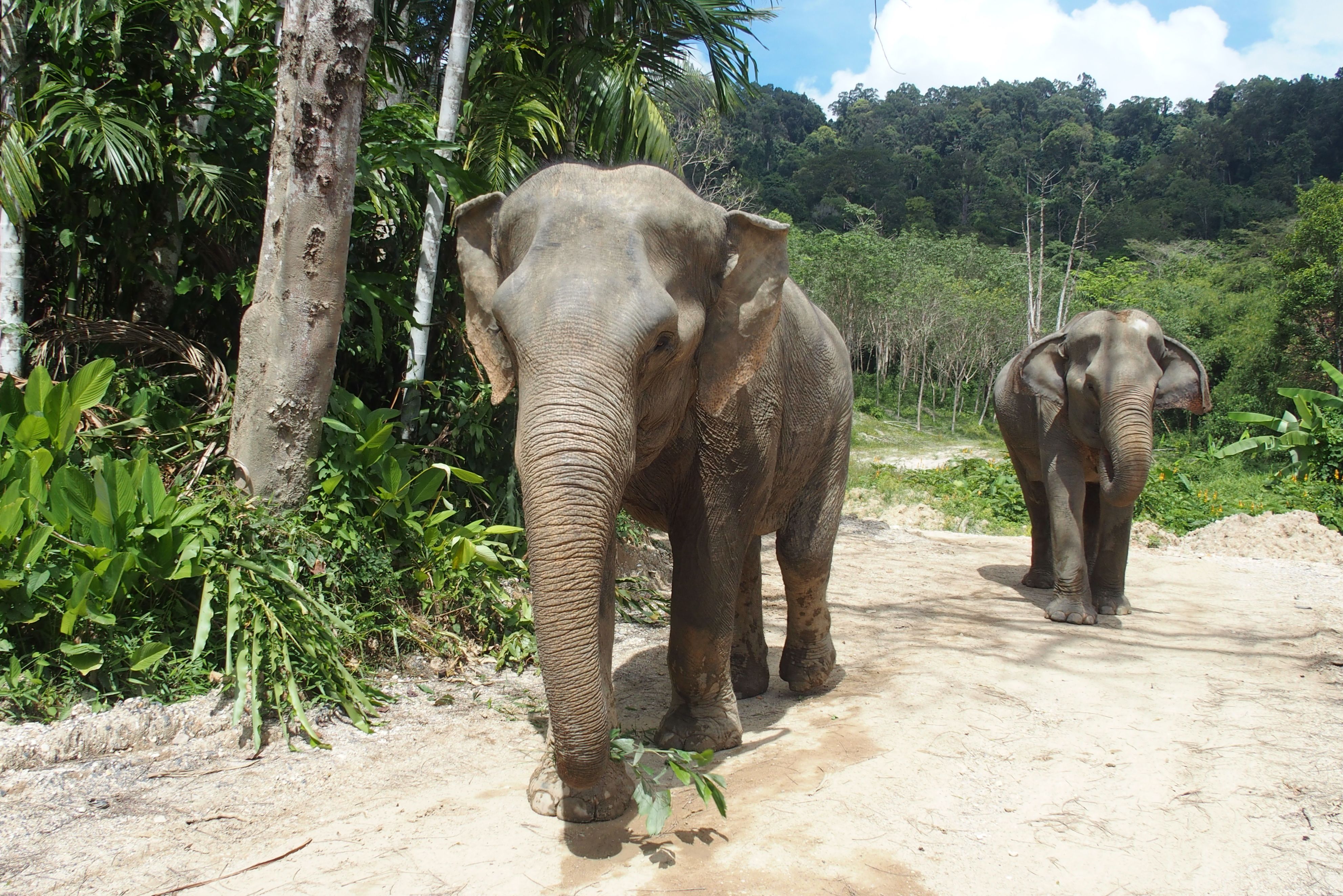 Rescued Asian elephant at an ethical sanctuary in Phuket