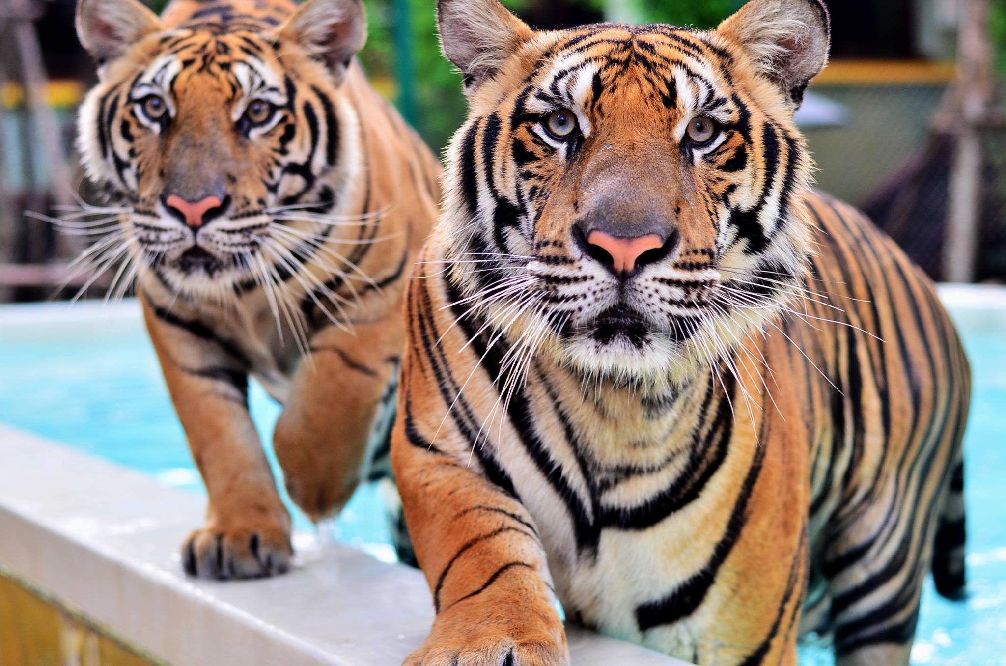 Tiger at Tiger Kingdom Phuket in Kathu